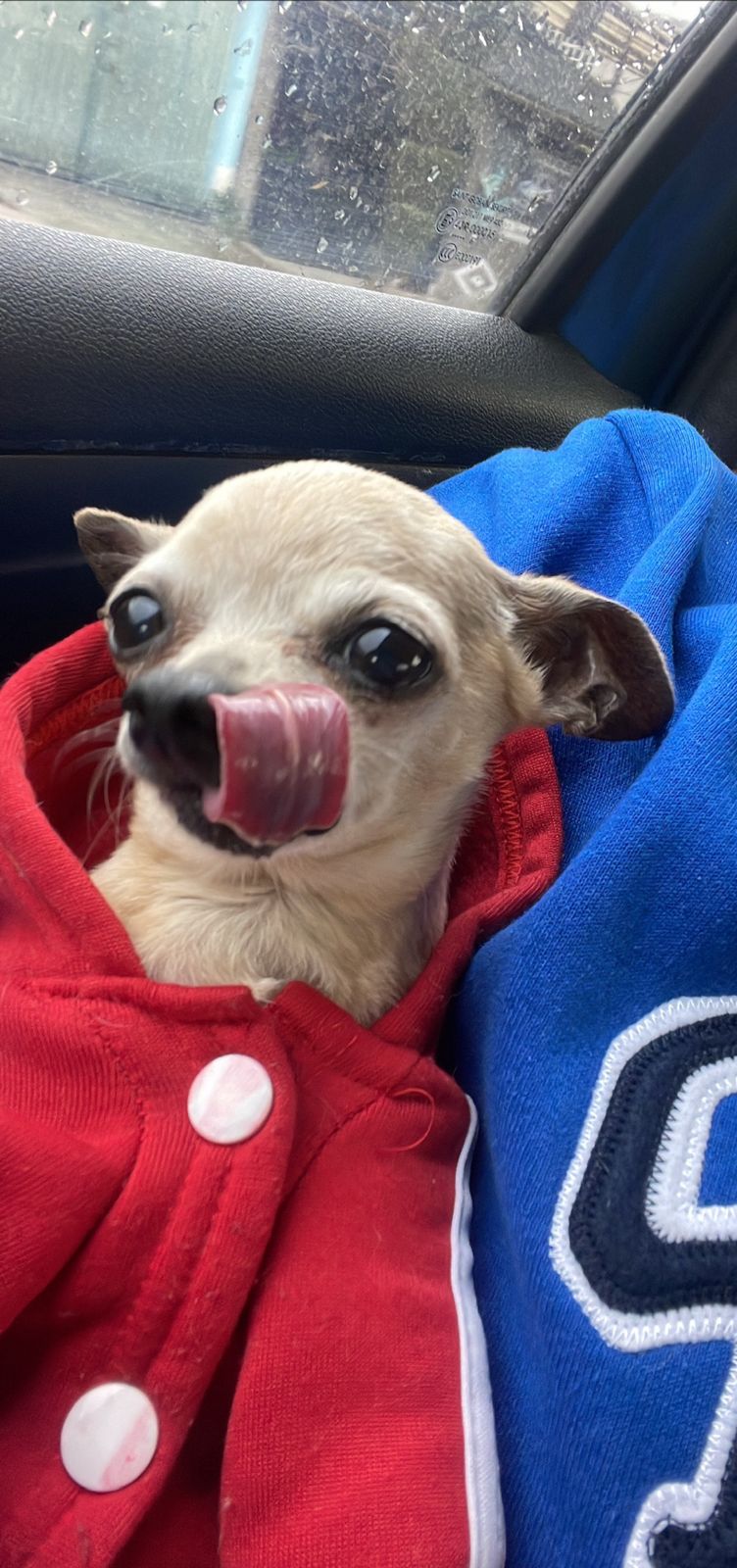 Ronny el Chihuahua